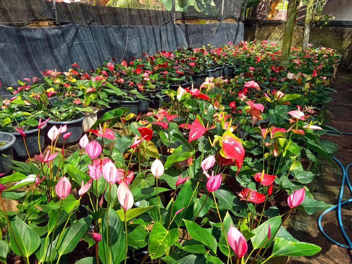 Muru'S Place ดิคเวลลา ภายนอก รูปภาพ